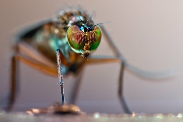 Gros plan de tir des yeux d insecte