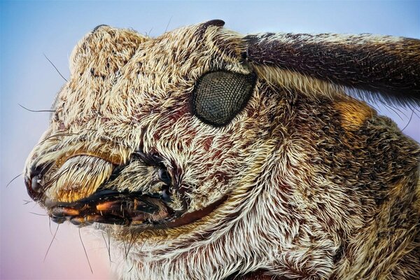 Macro shooting of the animal world rabbit with beetle