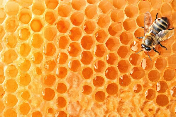 Пчела на сотах с вкусным мёдом