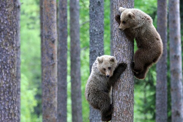 Bear cubs on a tree in the forest