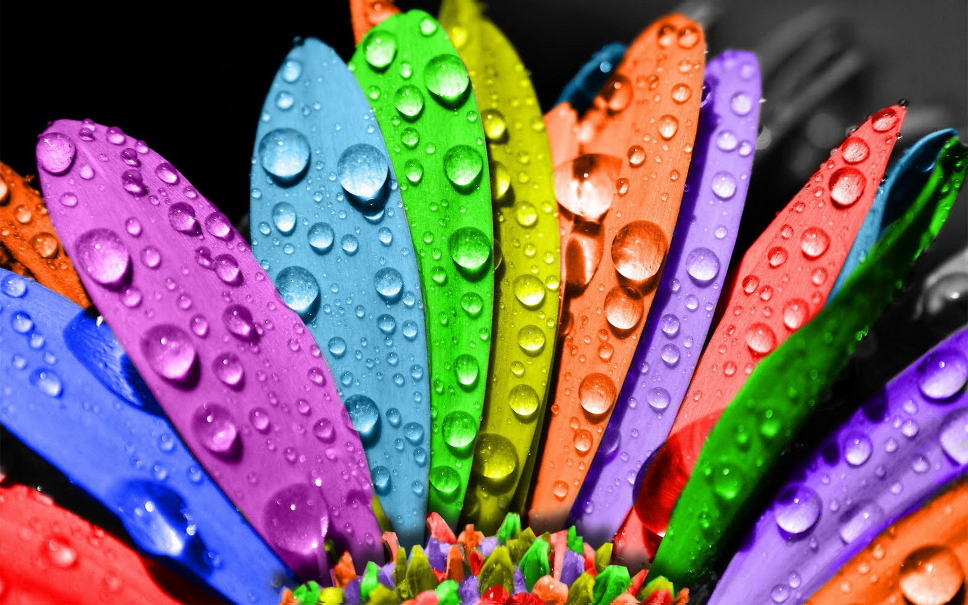blume farben blütenblätter