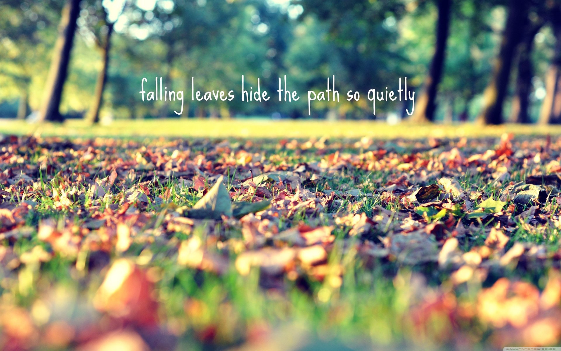 foglia autunno parco