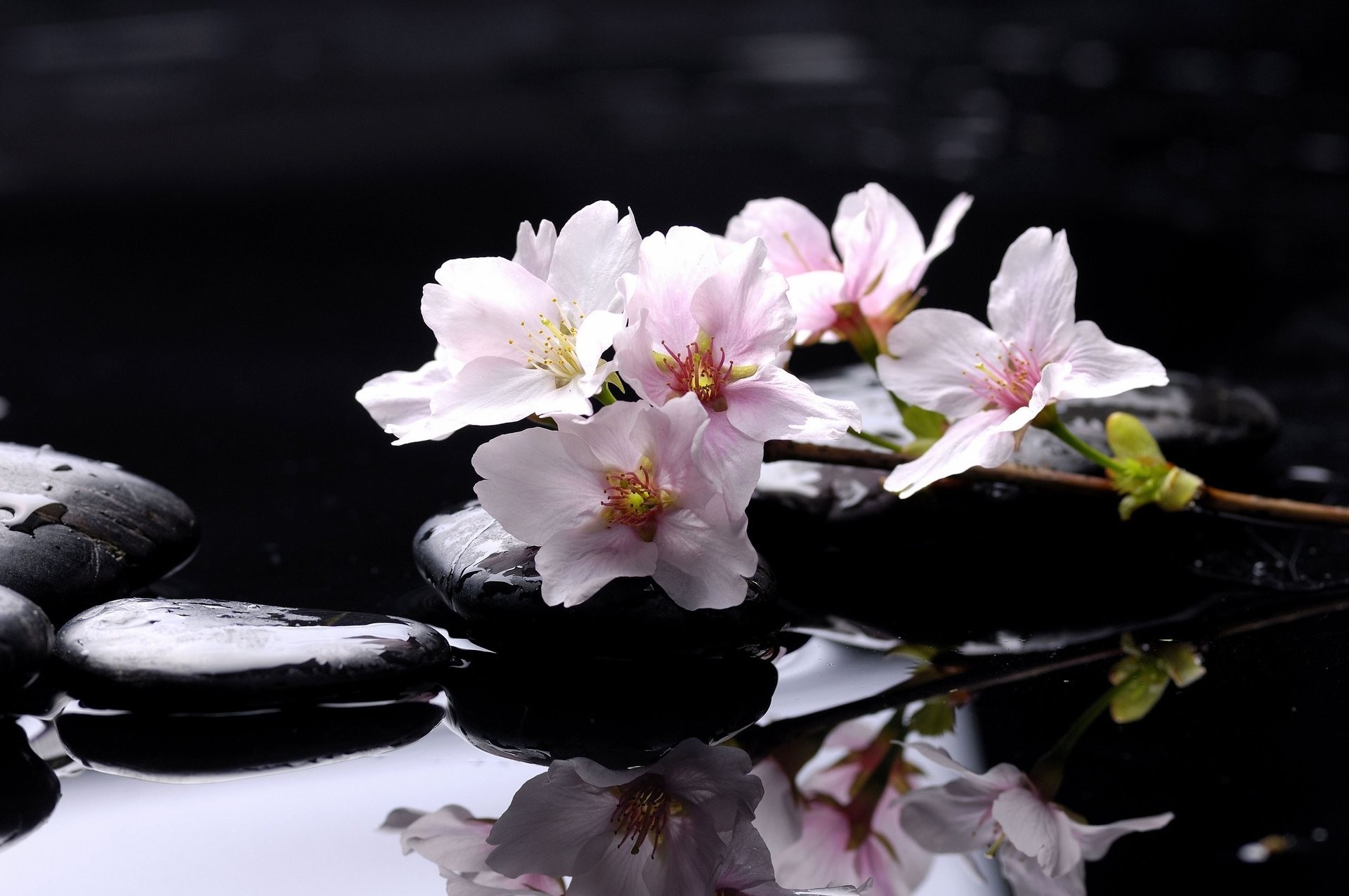 вода камни отражение лепестки спа spa розовые