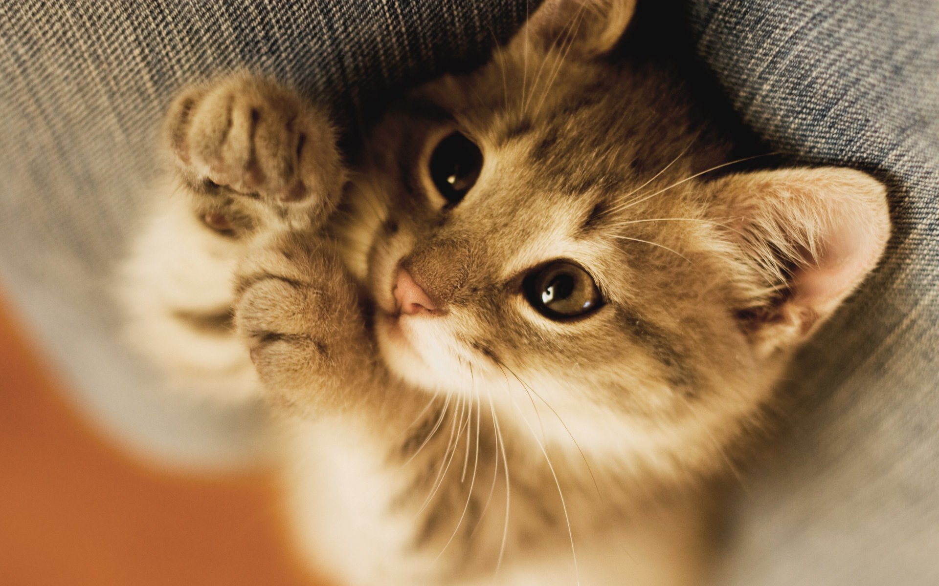 chaton pattes regard