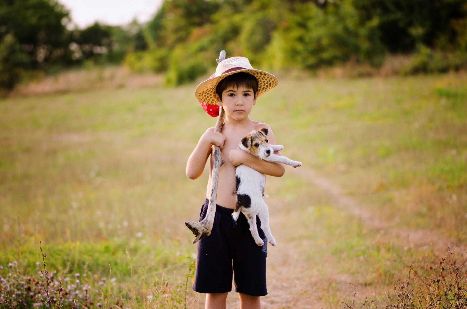 hund junge welpe