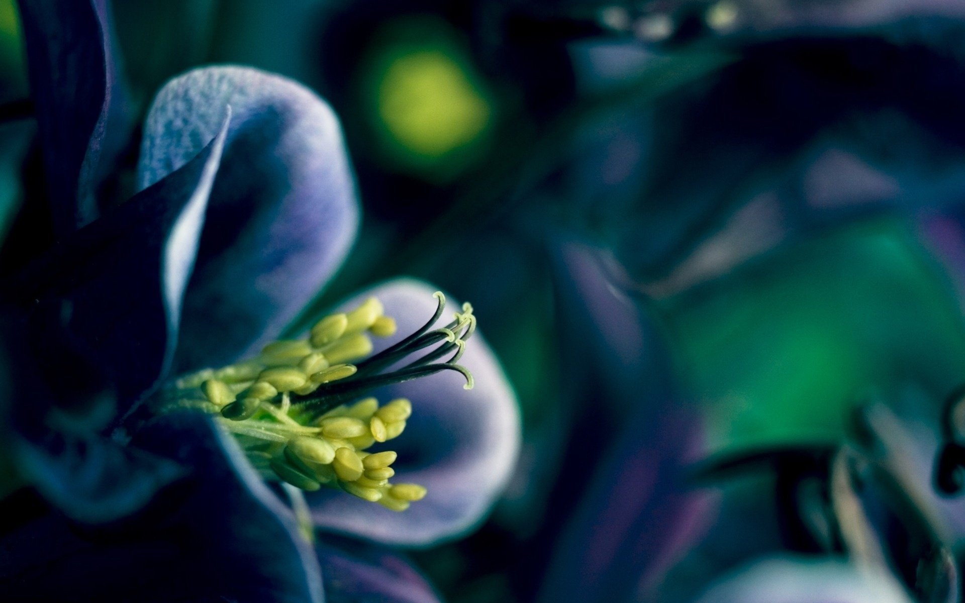 flower plant petals flowering spring spring
