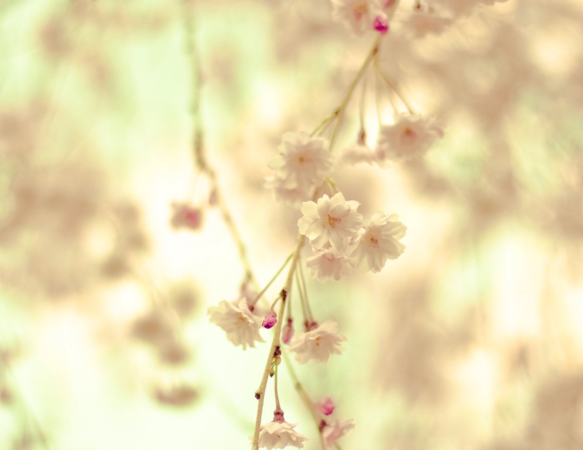 fiori ramo crema fioritura ramo tenerezza