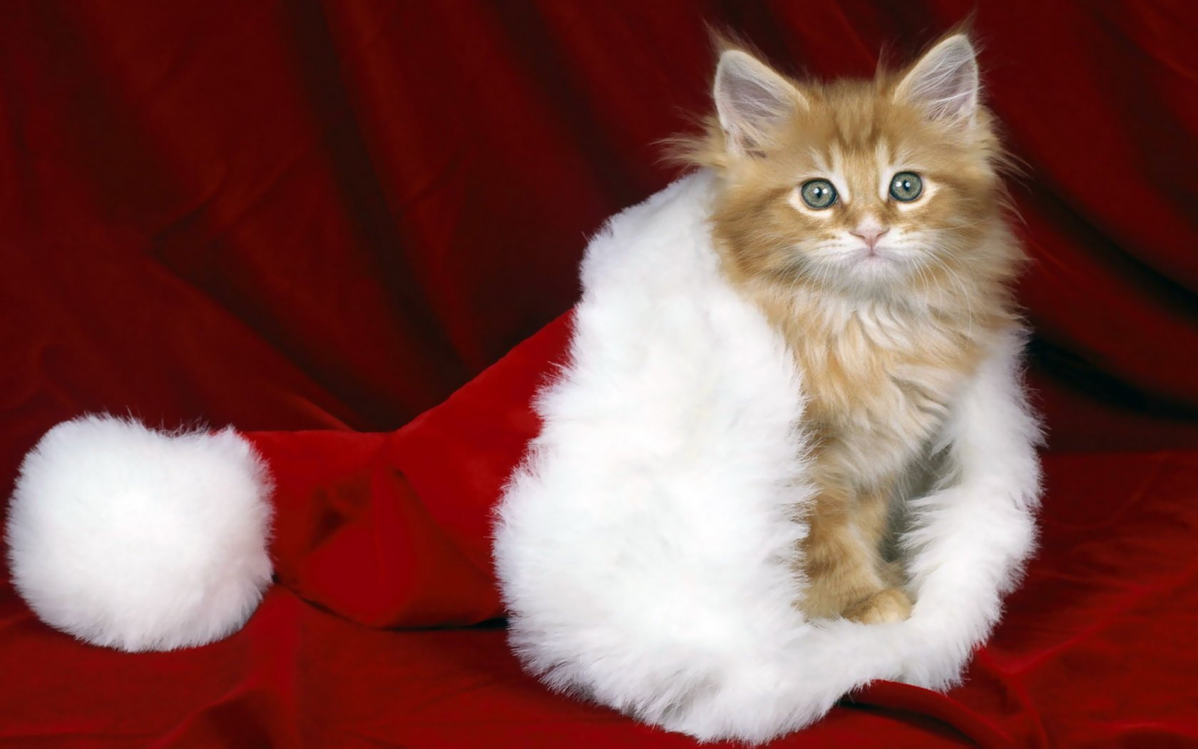 año nuevo sombrero gatito rojo