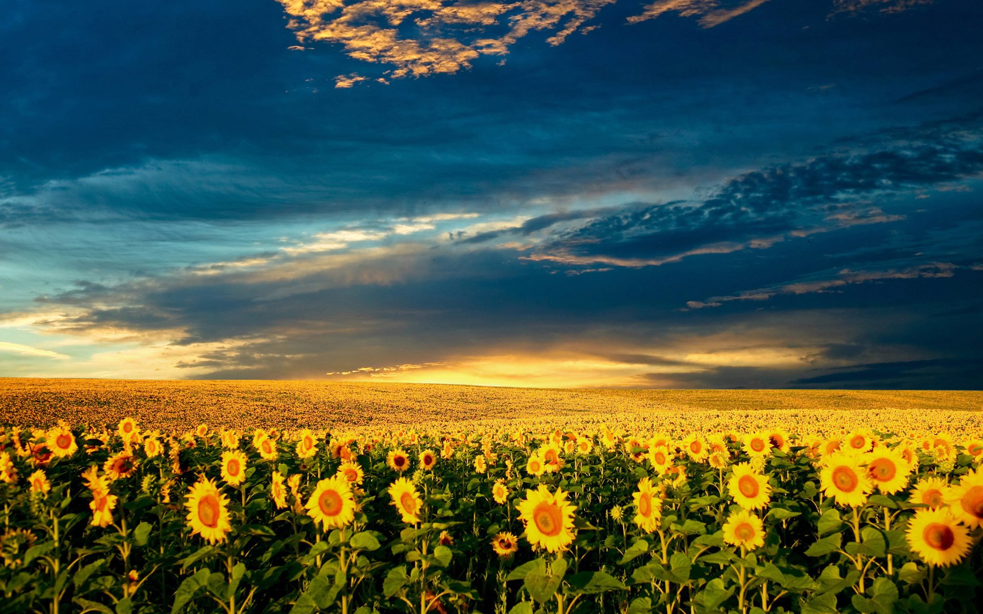 campo cielo girasoli nuvole