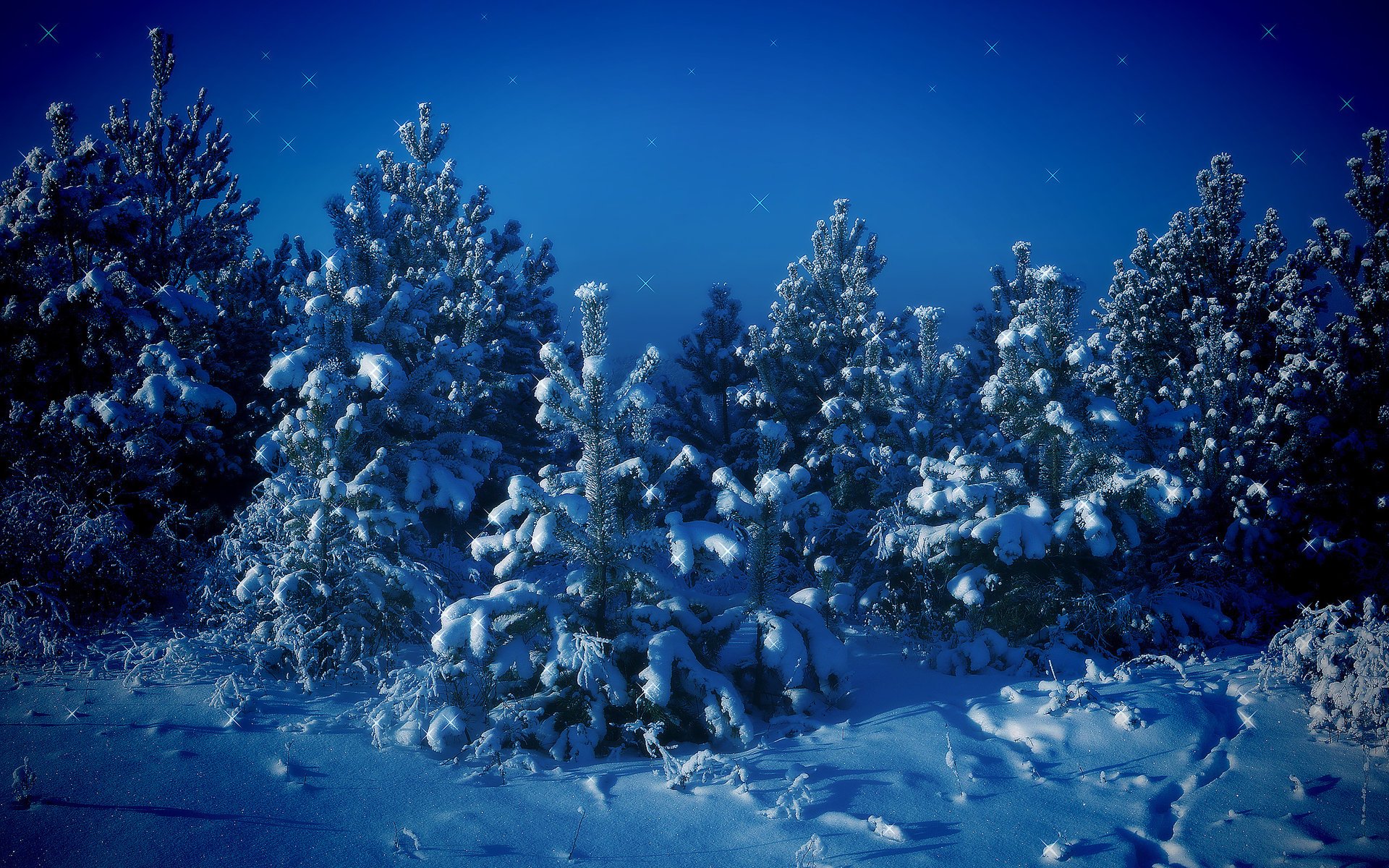 weihnachtsbäume schnee bäume winter blau
