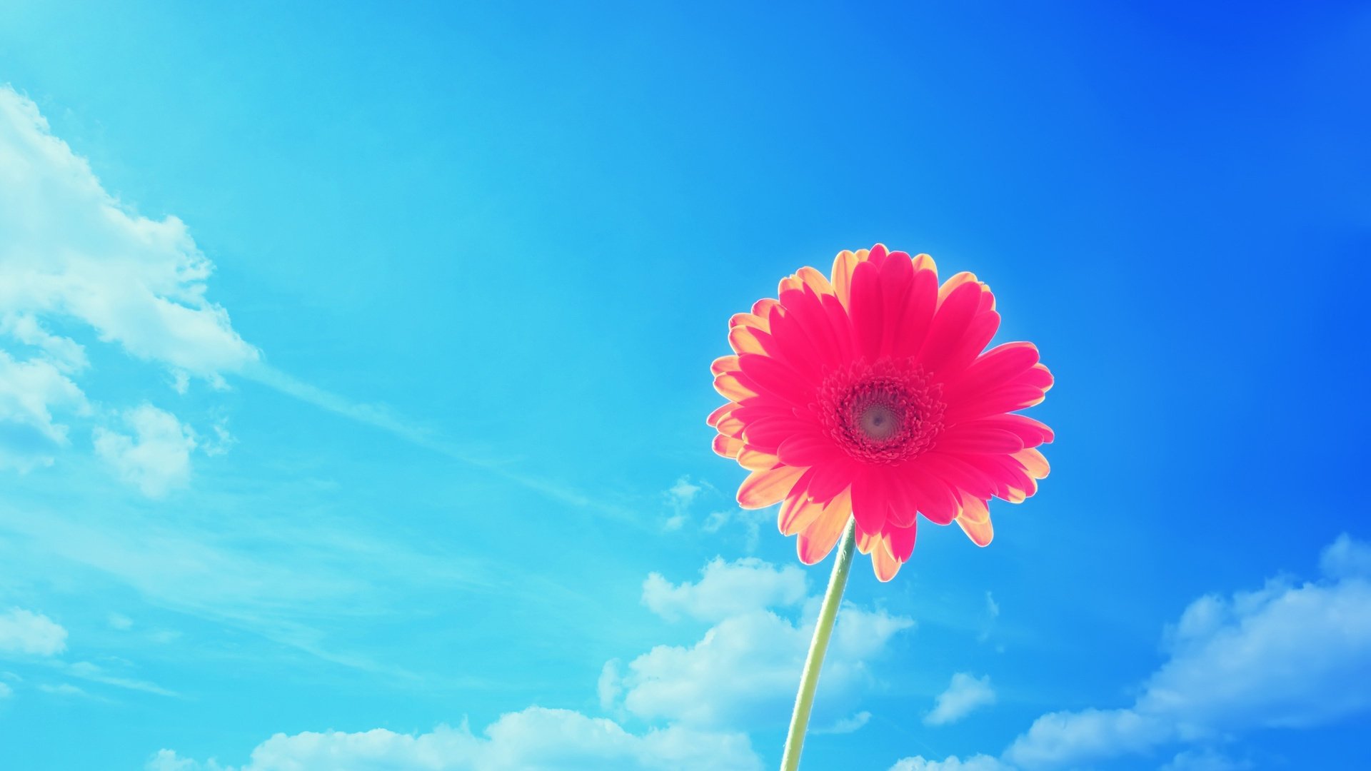 nature the sky flower summer