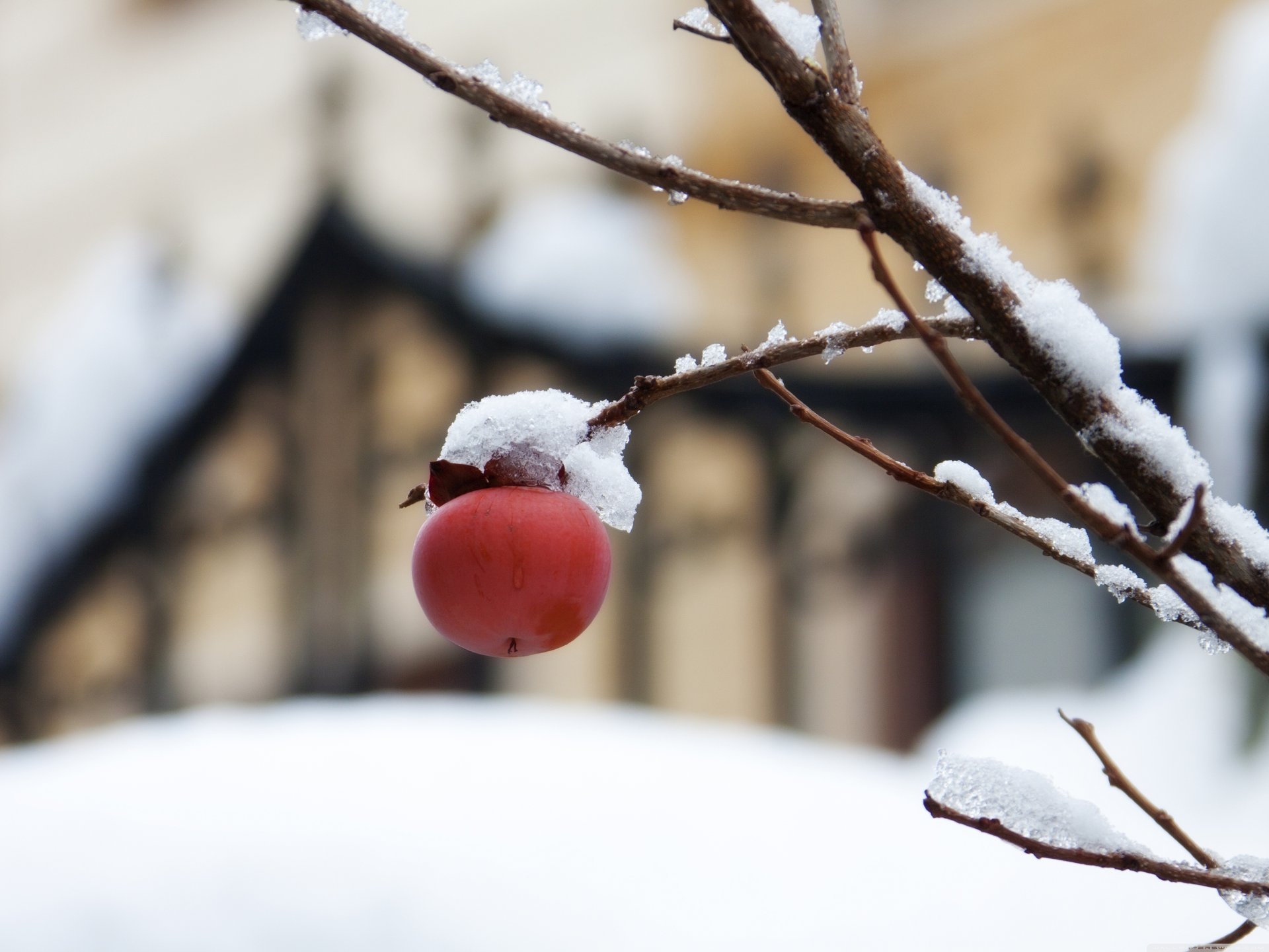 prima neve albero da frutto neve rami albero ramo frutta