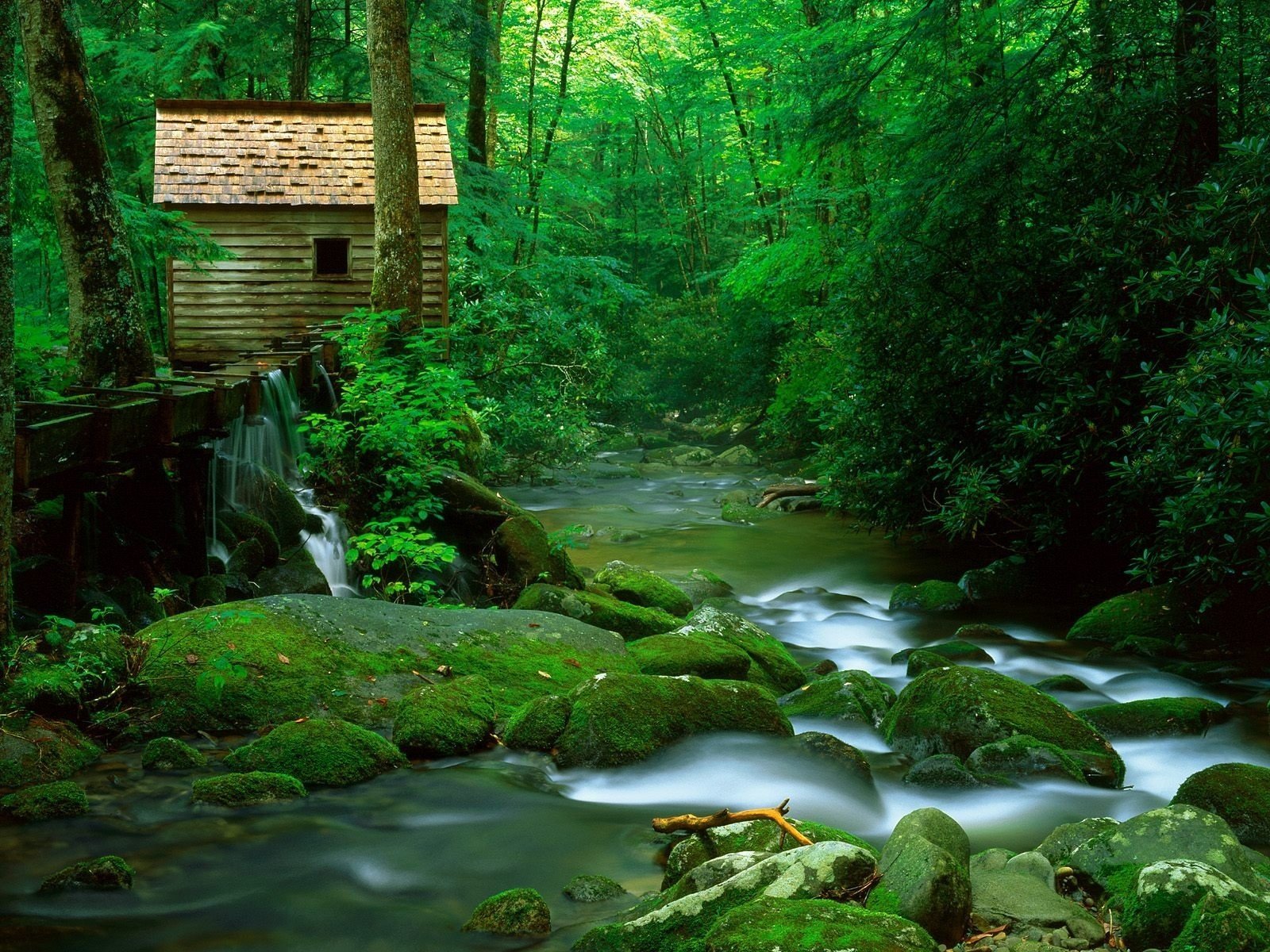 bosque casa río piedras