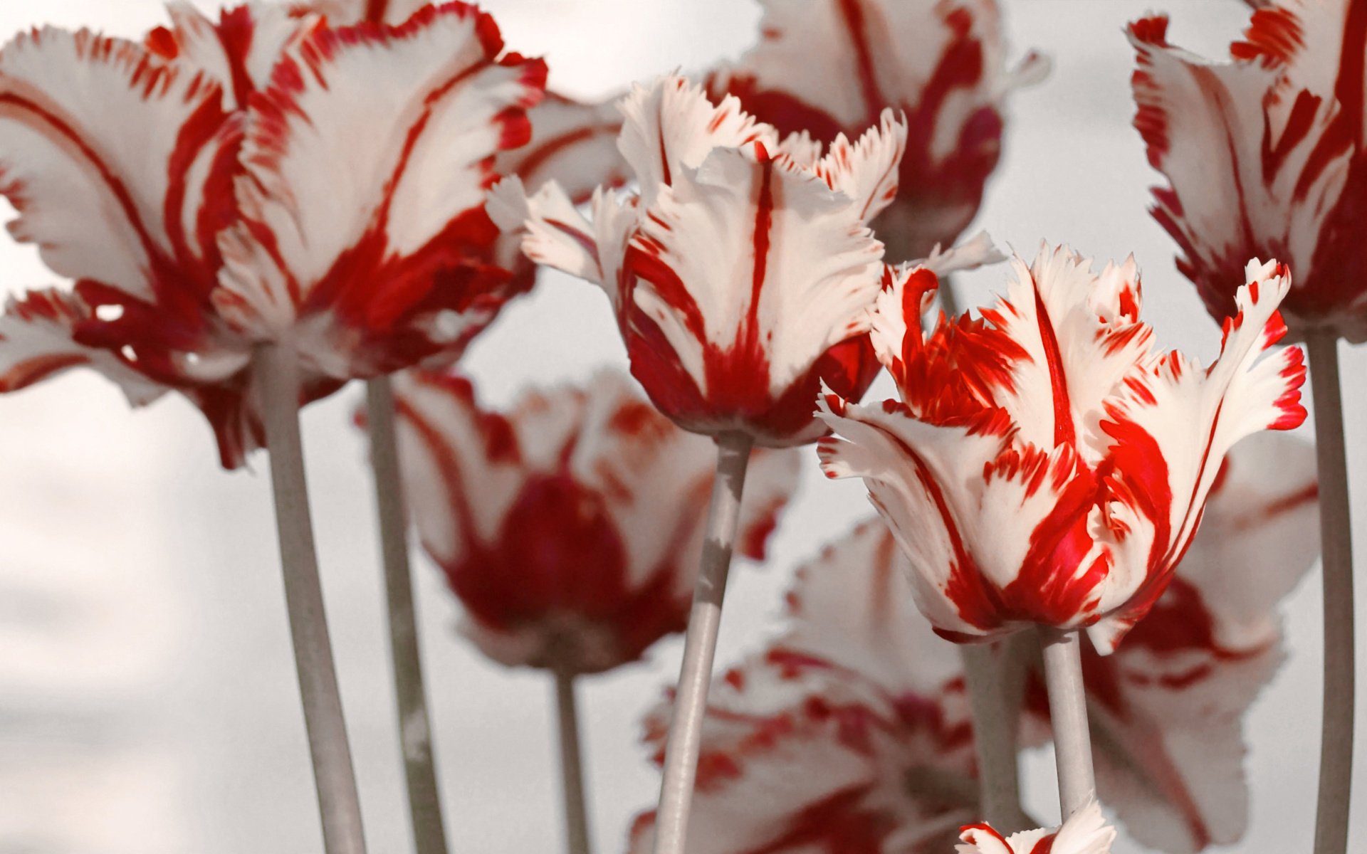 fleurs tulipes blanc printemps rouge