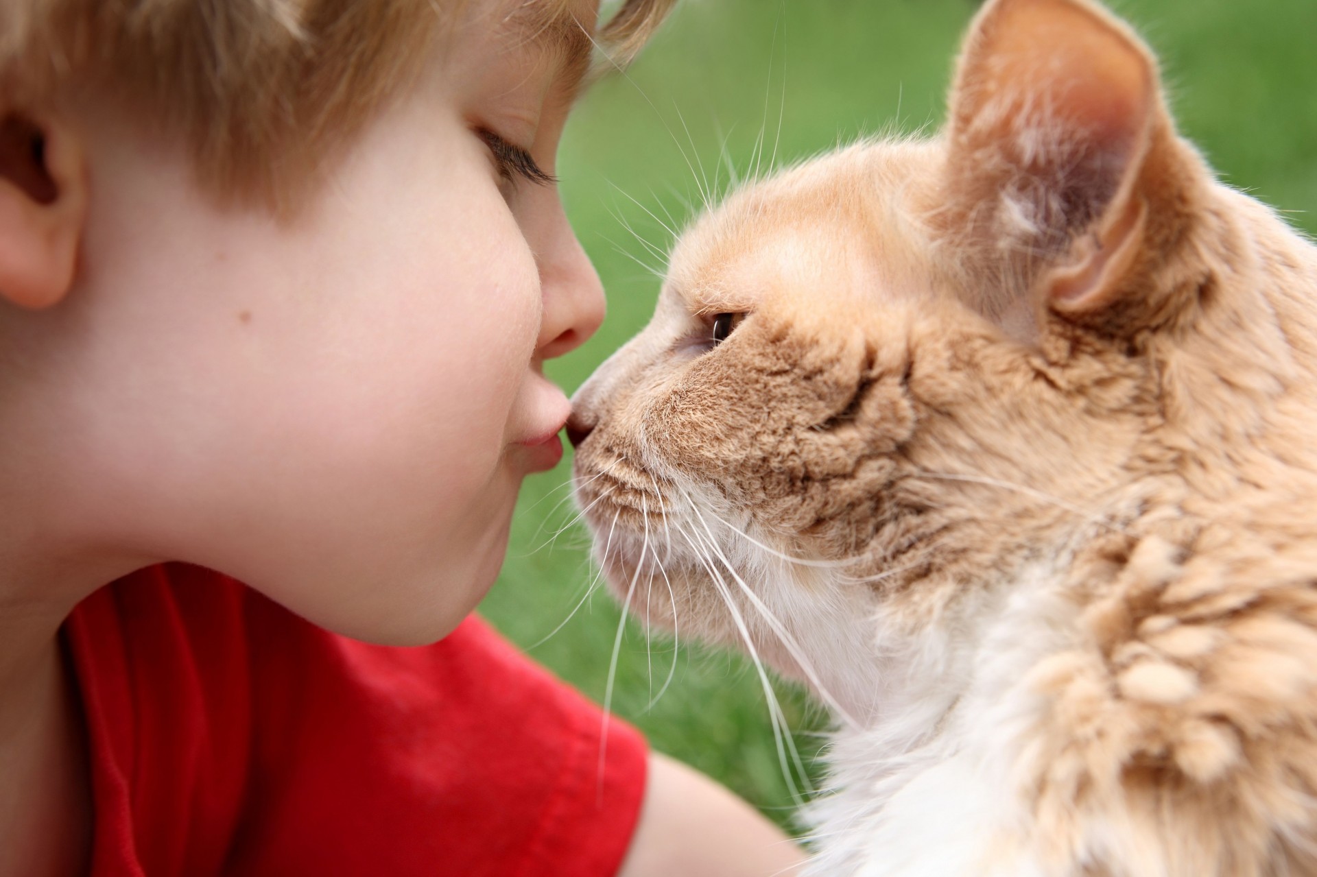 gatto amici bambino