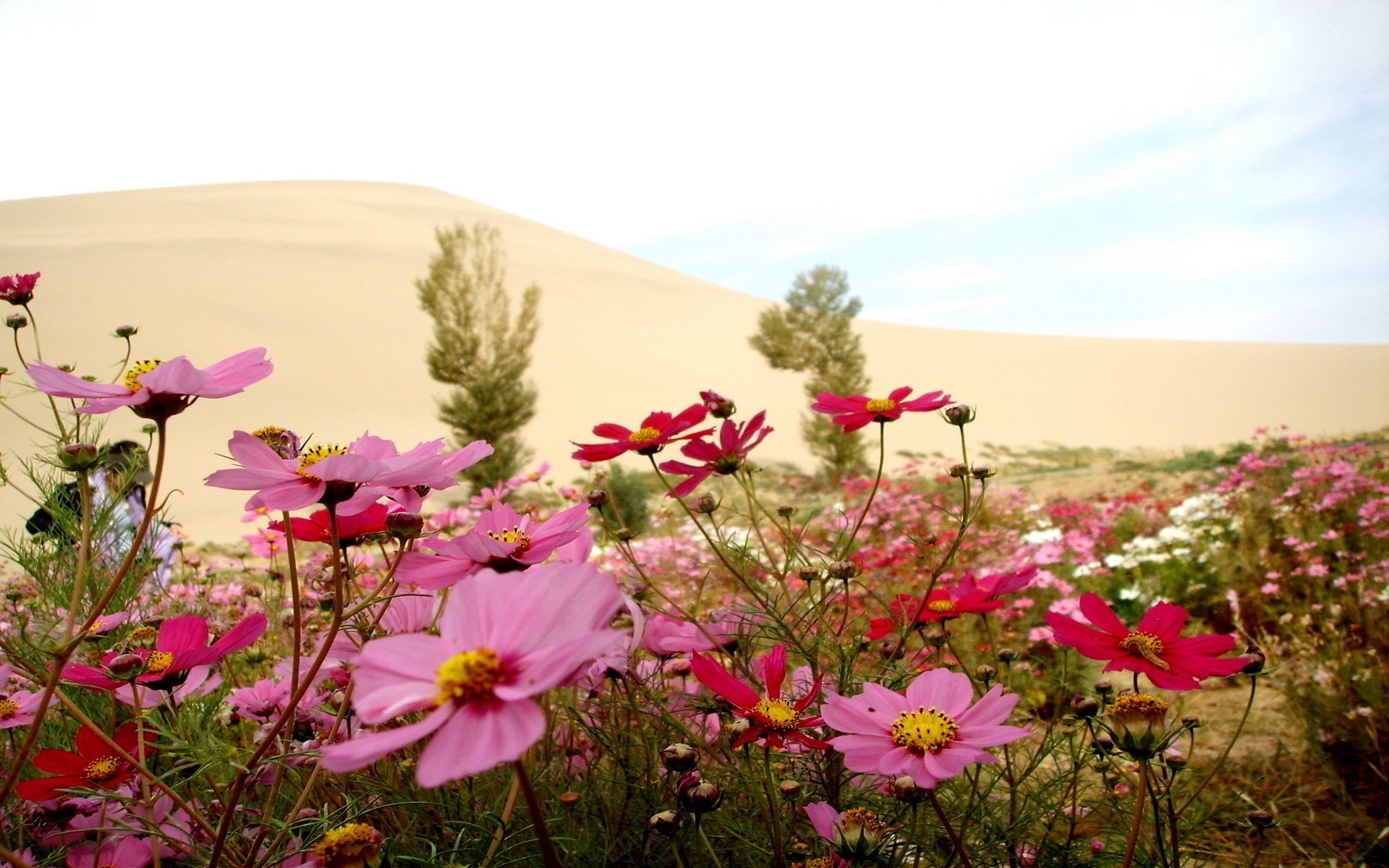 ummer flowers nature