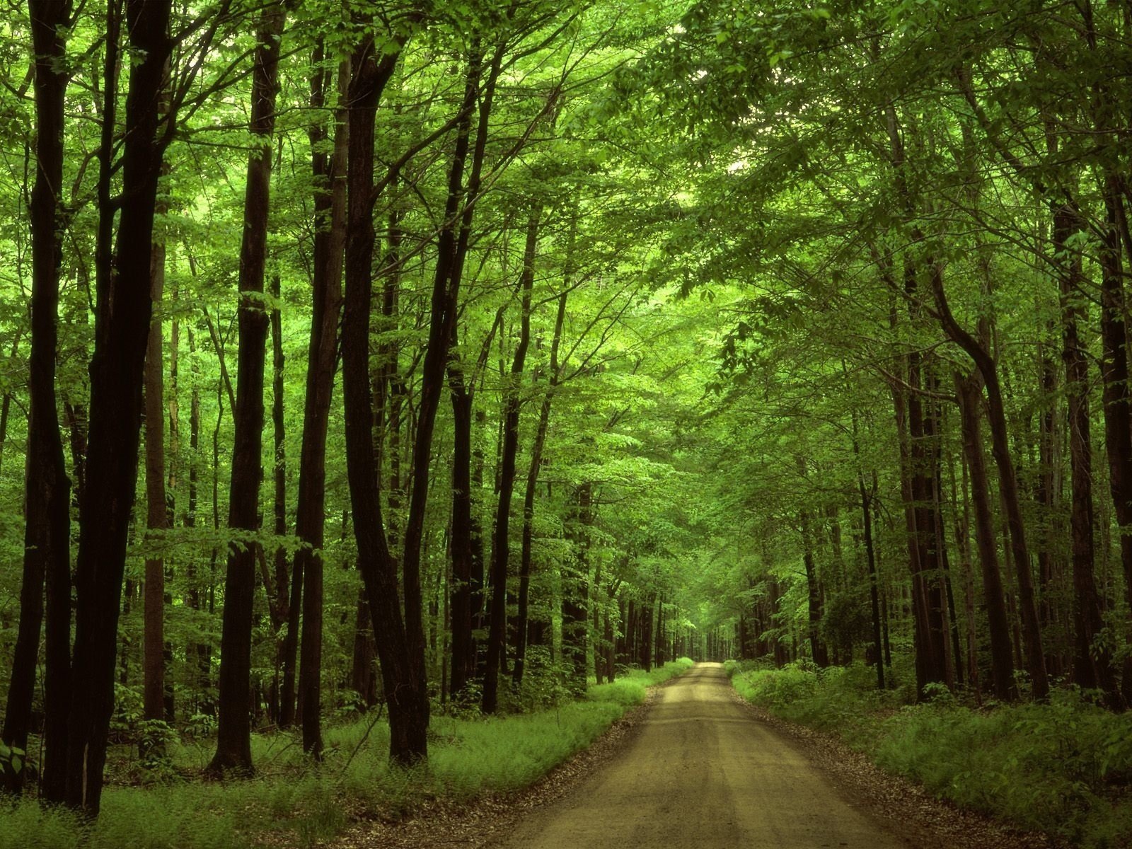 forest road branches gra