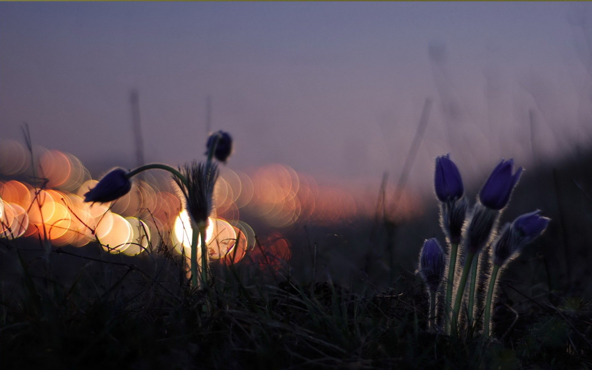 night flowers light nature