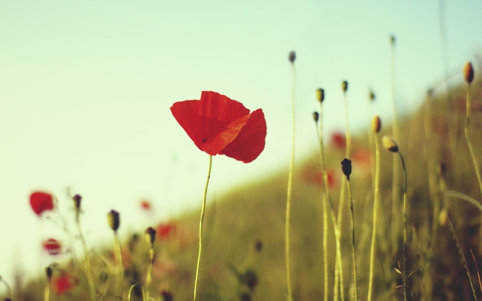 pavot champ plantes rouge fleur tiges herbe