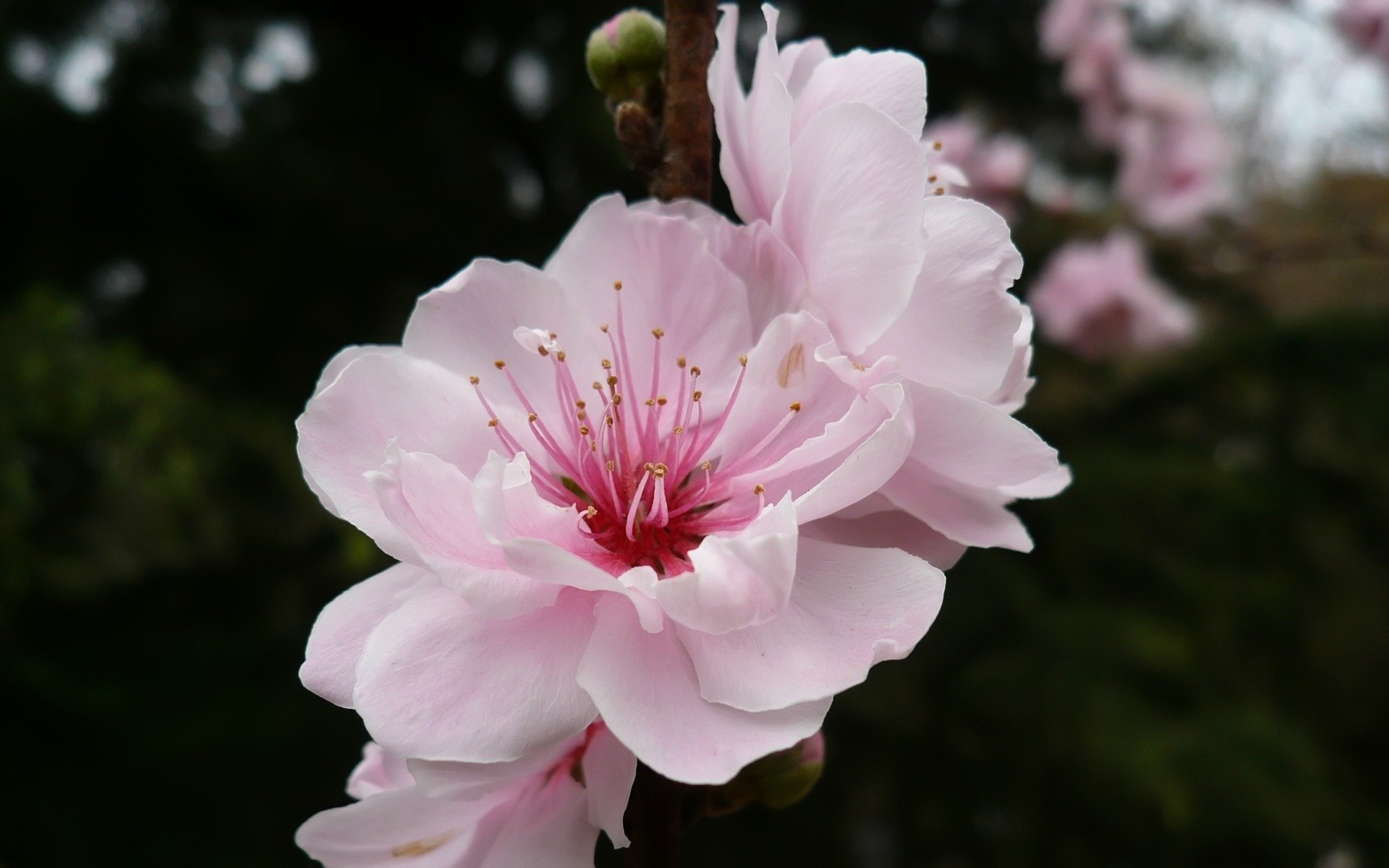 flor cereza color rama rosa