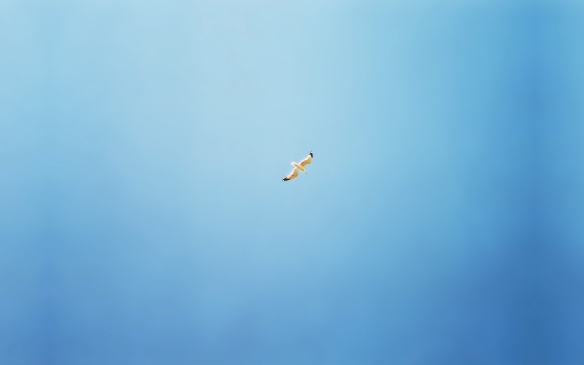 eagull birds minimalism blue