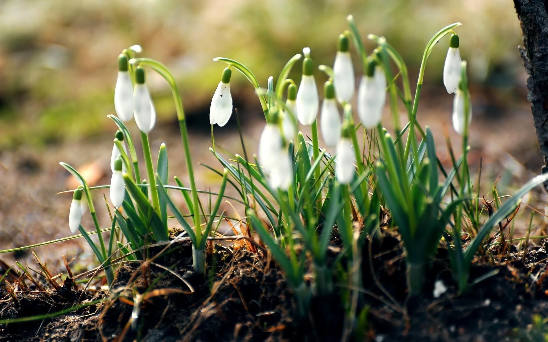 bucaneve fiori terra erba primule bianco primavera