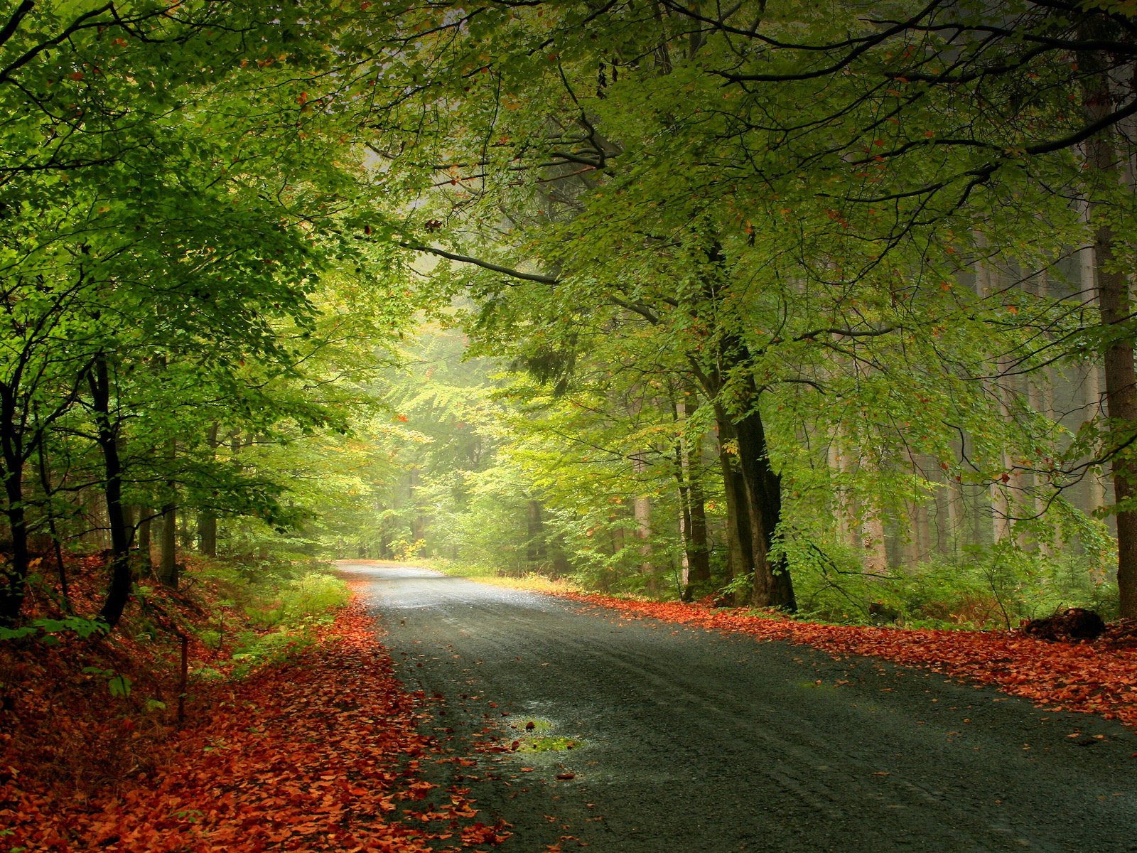 foresta strada foglie rami luce
