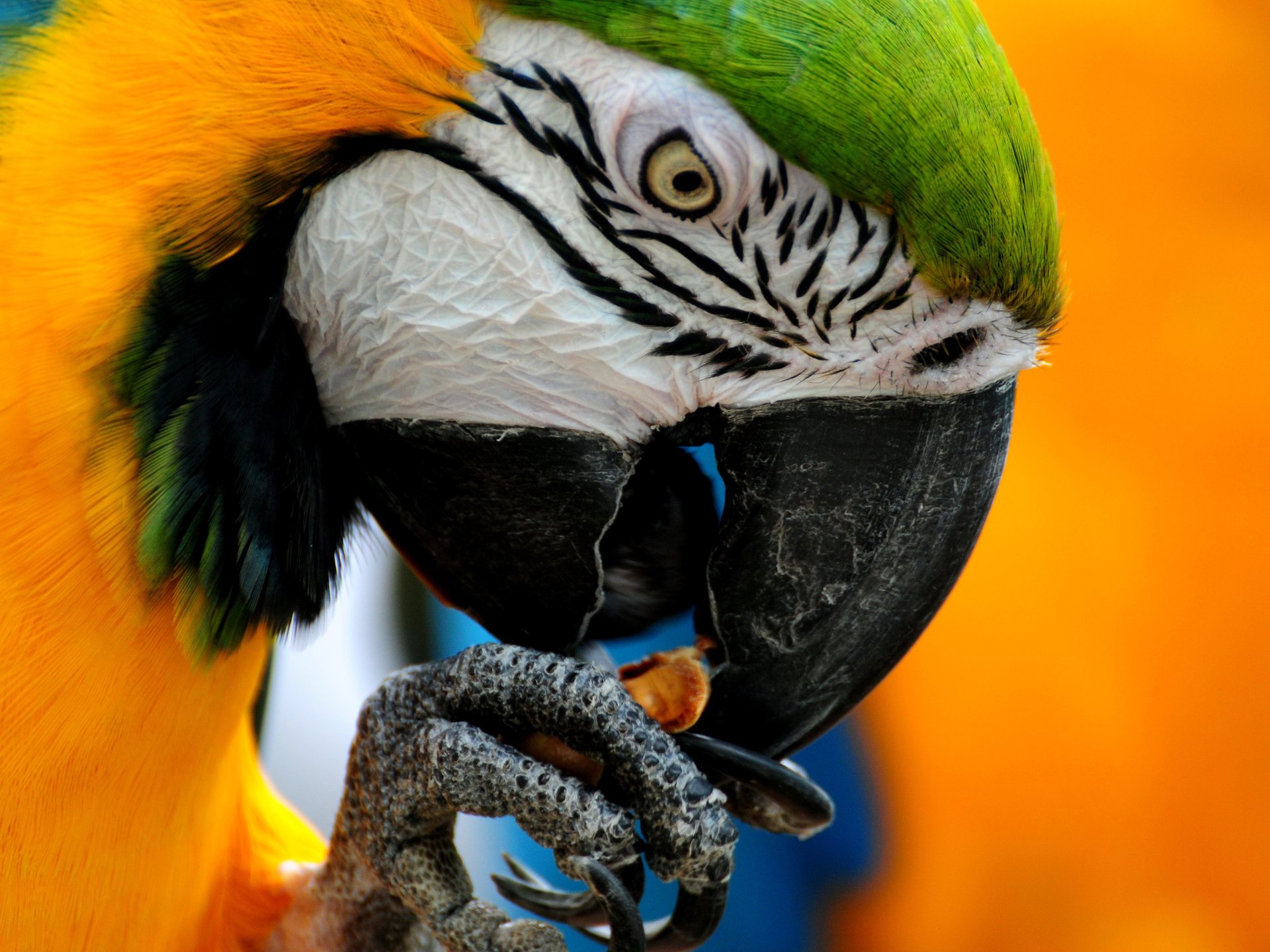 ei vogel farben