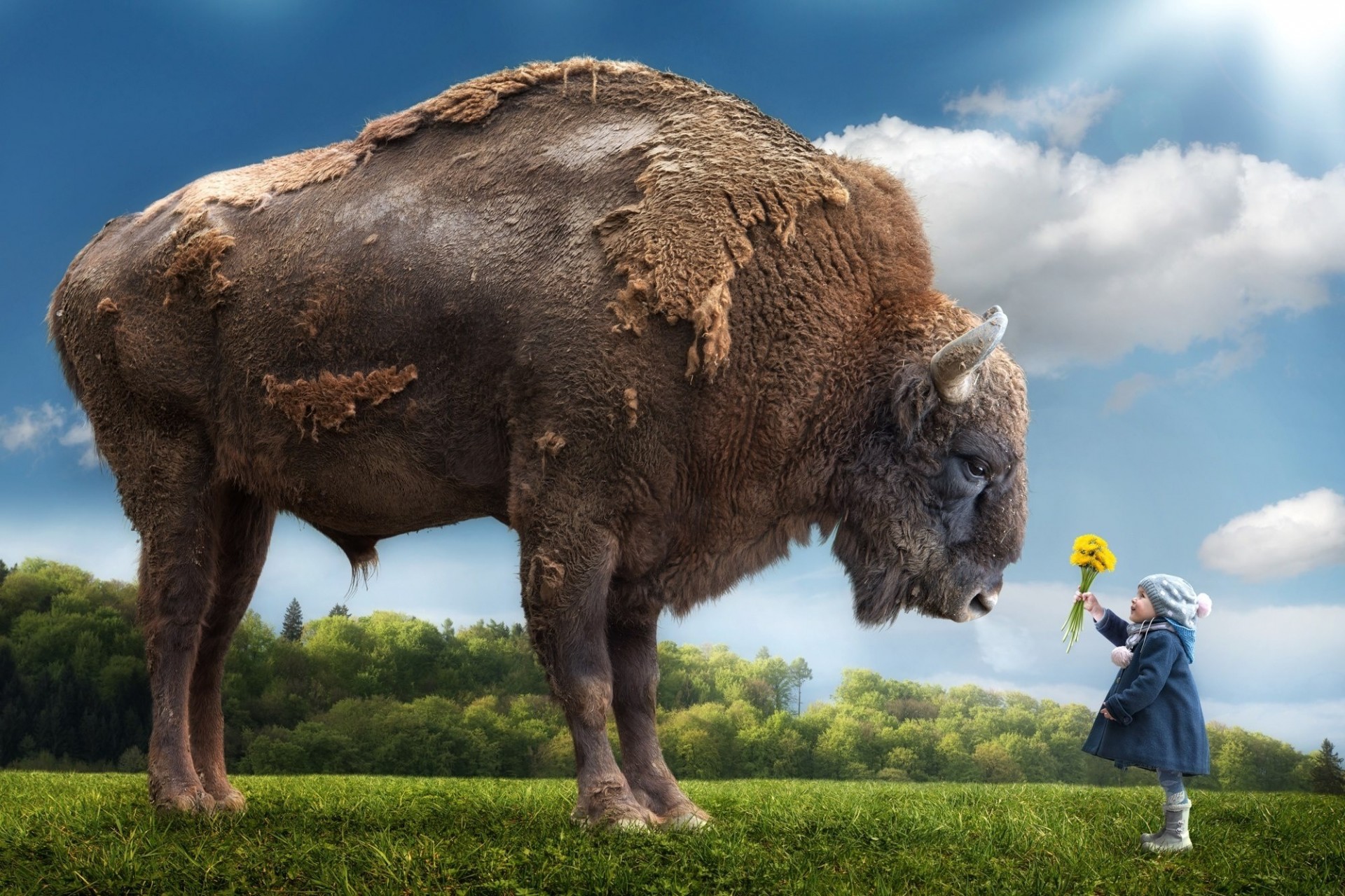 mädchen bison blumen bison kind