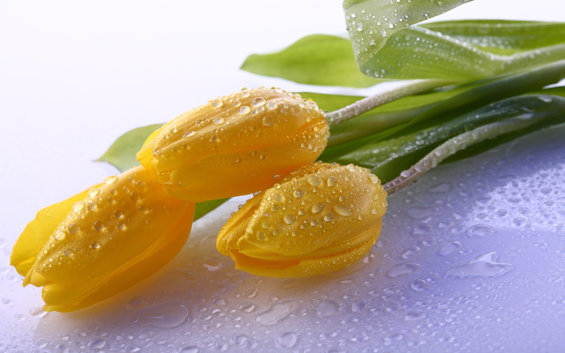 yellow tulips flowers petals water drop