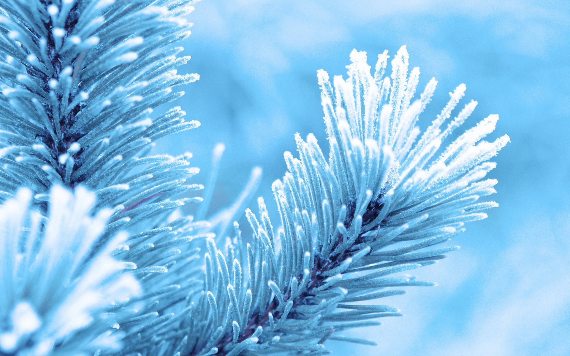 winter snow frost