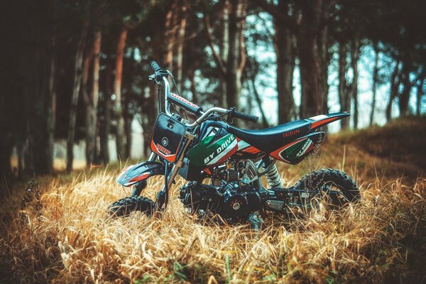 Motocykl na tle lasu i żółtej trawy