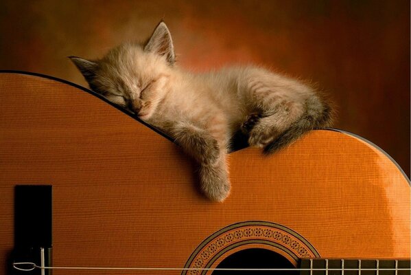 Lindo gatito cansado de aprender a jugar