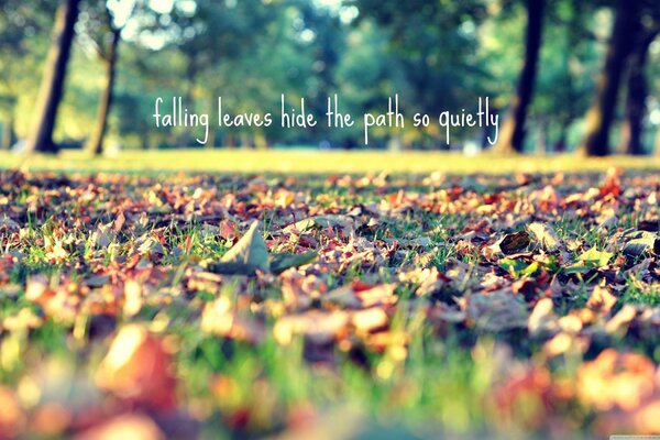 Colorful foliage lies on the ground