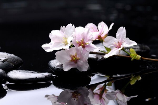 Pink flowers in the water on the stones from the spa