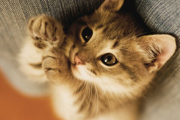 Chaton faisant des pattes jamk