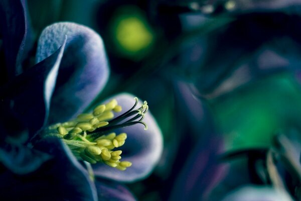 Flores Lilas con estambre amarillo