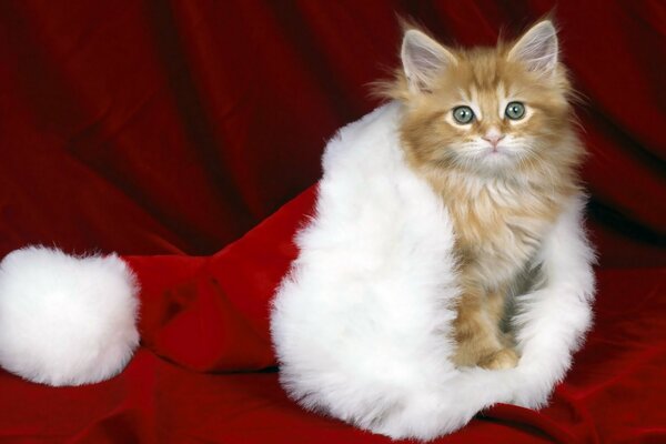 Gattino rosso in cappello di Babbo Natale