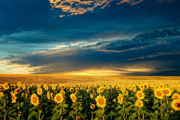 Ein gelbes Feld von Sonnenblumen auf einem blauen Himmelshintergrund