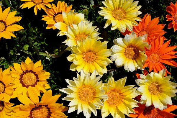 Brillante ramo de flores jóvenes