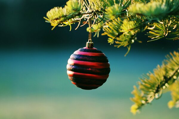 New Year s red ball on the branch of the Christmas tree