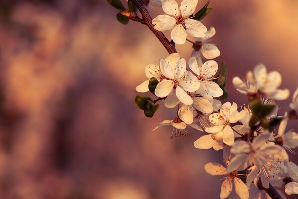 Flores de primavera en una rama de cerezo