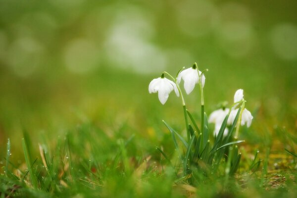 Quindi i primi fiori hanno trovato la loro dimora