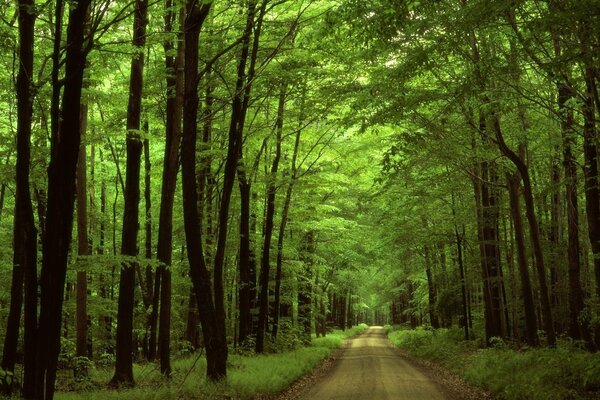 Straße in einem schönen Wald