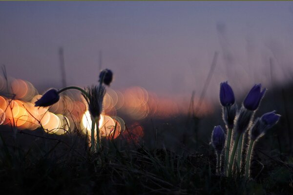 Dim light of night nature
