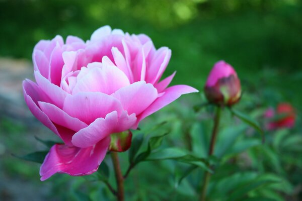 Brotes de peonías grandes súper rosados