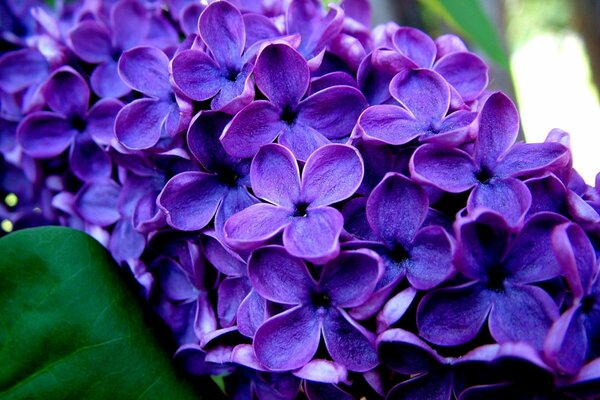 A branch of fresh bright lilac