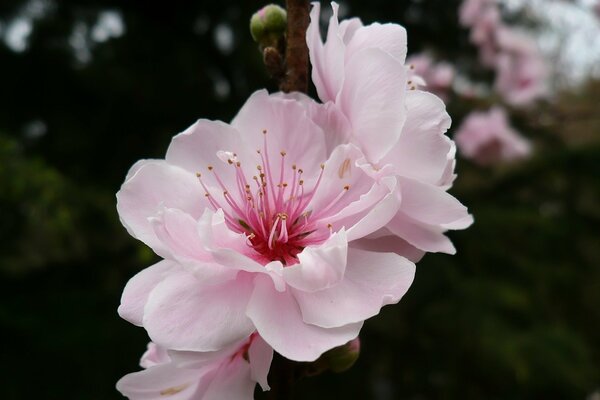 Die Blume einer rosa Kirsche reift auf einem Zweig