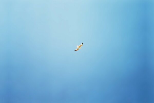 Minimalismo. Gabbiano che si libra nel cielo blu