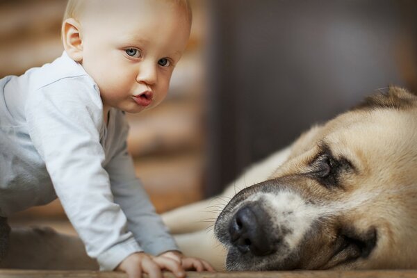 A little boy with a beautiful dog